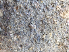 Isocladus armatus