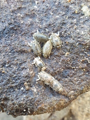 Isocladus armatus