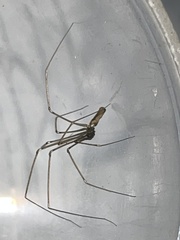 Pholcus opilionoides