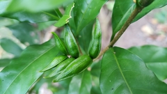 Tabernaemontana divaricata