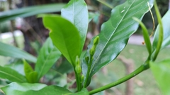 Tabernaemontana divaricata