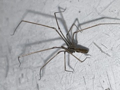 Pholcus opilionoides