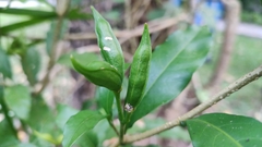 Tabernaemontana divaricata