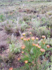 Leucospermum lineare