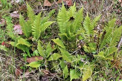 Blechnum nudum