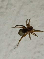 Trochosa terricola