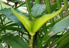 Tabernaemontana divaricata