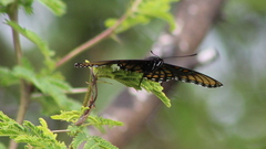 Limenitis arthemis arizonensis