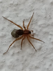 Trochosa terricola