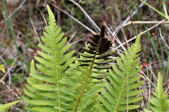 Blechnum nudum