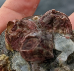 Amphibalanus improvisus