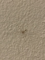 Pholcus phalangioides