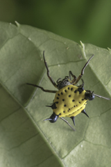 Actinacantha globulata