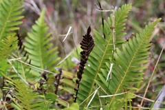 Blechnum nudum