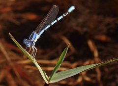Argia nahuana