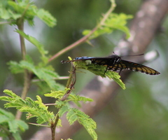 Limenitis arthemis arizonensis