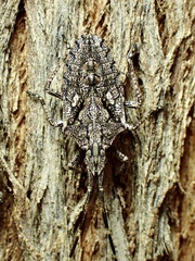 Alcaeus varicornis