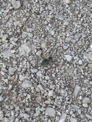 Parasteropleurus perezii