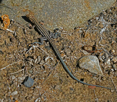 Aspidoscelis hyperythrus