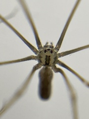 Pholcus opilionoides