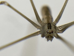 Pholcus opilionoides