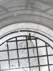 Pholcus opilionoides