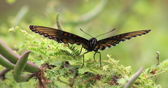 Limenitis arthemis arizonensis