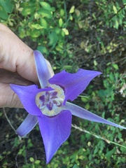 Calochortus macrocarpus
