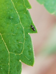 Thripoidea
