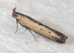 Elasmopalpus lignosella