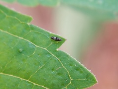 Thripoidea
