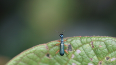 Cicindelinae
