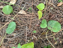 Hydrocotyle bonariensis