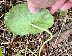 Hydrocotyle bonariensis