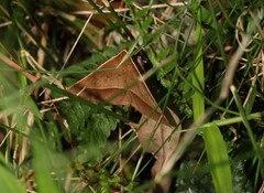 Epidesmia chilonaria