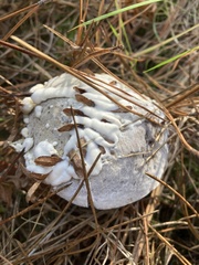 Hypomyces microspermus