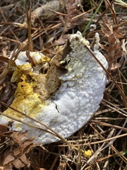 Hypomyces microspermus