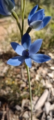 Thelymitra crinita