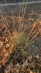 Muhlenbergia rigens