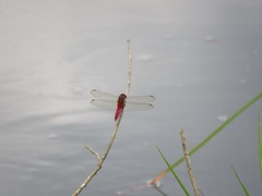 Orthemis discolor