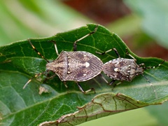 Oncocoris apicalis