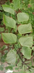 Adiantum peruvianum