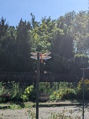 Libellula saturata