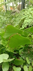 Adiantum peruvianum