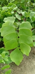 Adiantum peruvianum