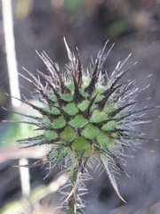 Dipsacus strigosus