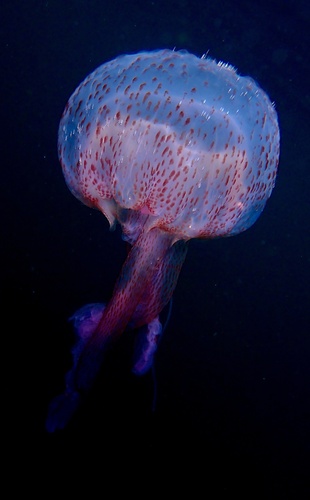 Mauve Stinger, Seine Cove, Halifax, NS, CA, photo 10 of 10