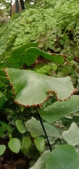 Adiantum peruvianum