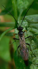 Ichneumonidae