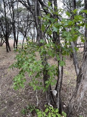 Quercus buckleyi